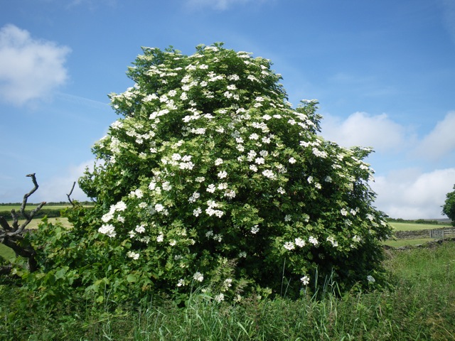 پلم ،فشوند.
